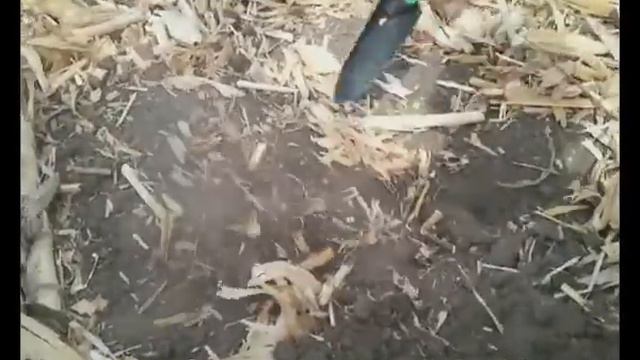 Salford RTS I-2100 помошник No-Till Новая Каховка купить на AICO.COM.UA Аграрная Индустриальная смотреть онлайн