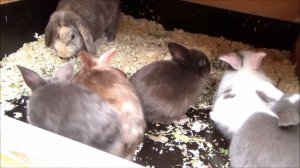 Разведение кроликов как бизнес. Как начать бизнес на кроликах