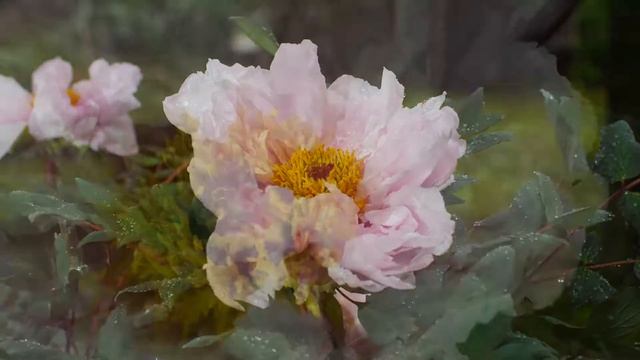 15. Премиум коллекция, "Yaezakura" (Цвет сакуры) смотреть онлайн