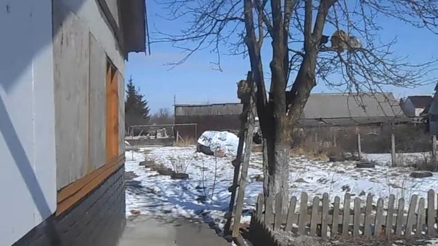 В марте яблоня цветёт смотреть онлайн