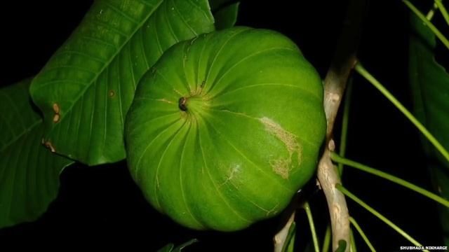 The Incredibly Strange Exploding Fruit Tree смотреть онлайн