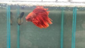 Почему петушки делают пузыри?