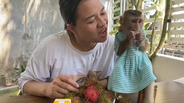 Monkey LyLy is sad because she doesn't know who ate all the ice cream in her box смотреть онлайн