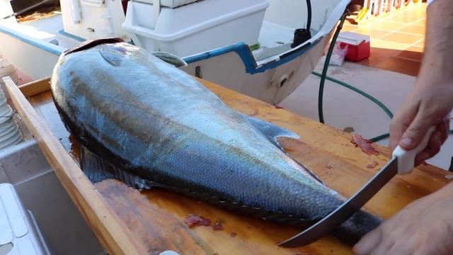 WORMS in an Amberjack?!?! смотреть онлайн