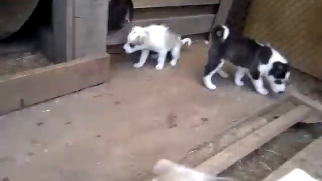 щенки 21.06.2017 лайка всл