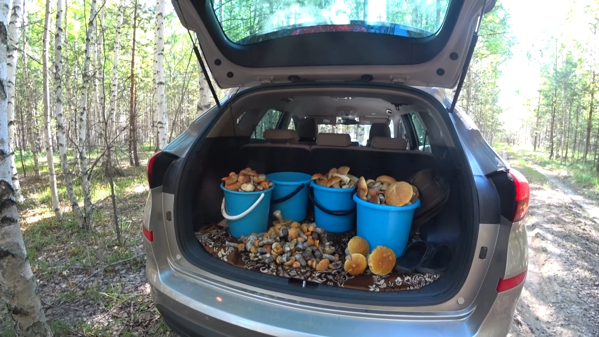 Куда не плюнь кругом Белые грибы я уже отворачивался чтобы не идти к ним :) #ХМАО