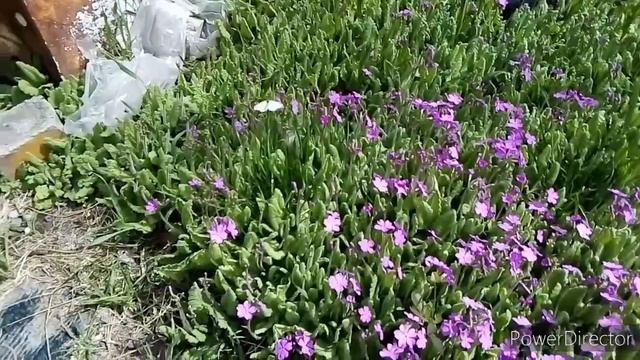 #Весенняя природа. Цветут сливы, черёмуха, сирень🌺🌸🌼 8.05.2021. смотреть онлайн