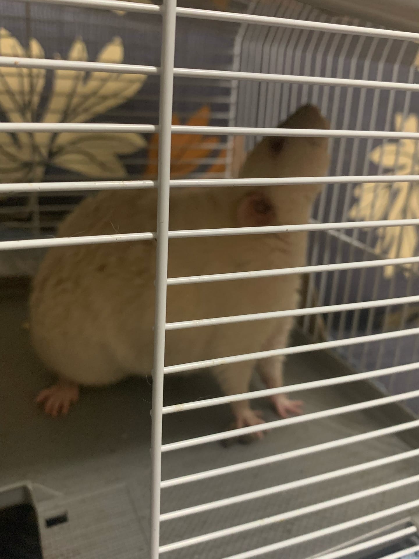 ОГРОМНЫЕ ТОЛСТЫЕ КРЫСЫ! НОВЫЕ ПИТОМЦЫ! смотреть онлайн