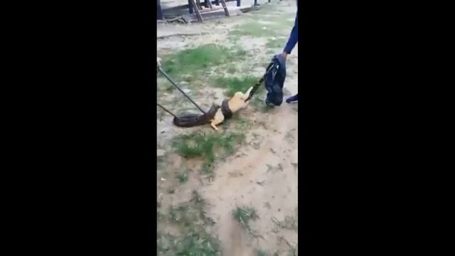 SNAKE CATCHES A CAT FOR FOOD смотреть онлайн