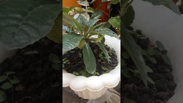 MEMBIAKKAN DORSTENIA (FOETIDA) смотреть онлайн