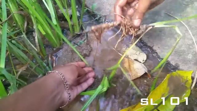 Wadakaha - Variegated sweet flag - Acorus calamus - Ayurvedic plants смотреть онлайн