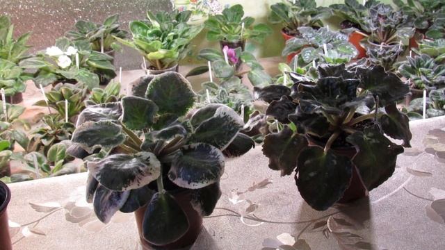 ПОДАРИЛИ ФИАЛКУ. ЧТО С НЕЙ ДЕЛАТЬ ДАЛЬШЕ . смотреть онлайн