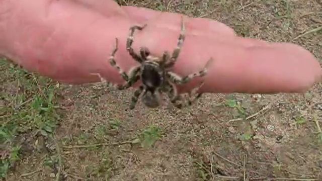 Южнорусский тарантул (Lycosa singoriensis) смотреть онлайн