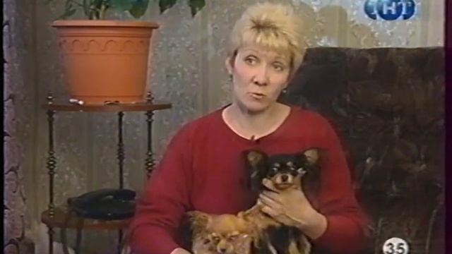 О породе - русский той смотреть онлайн