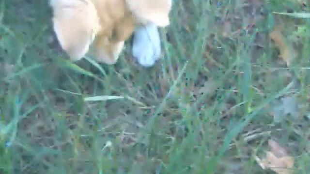 Щенок и крот смотреть онлайн