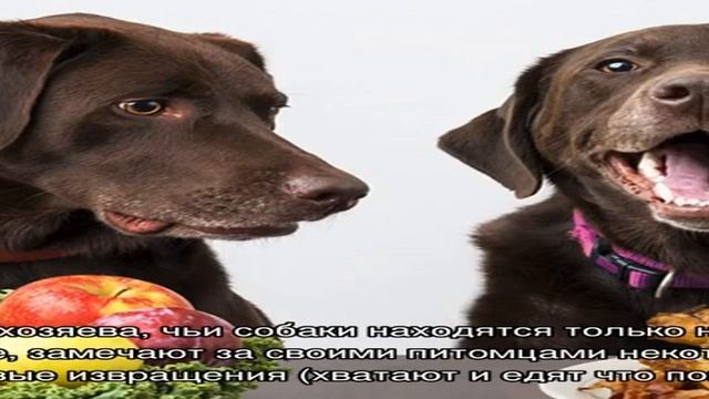 Можно ли кормить собаку сухим и натуральным кормом одновременно смотреть онлайн