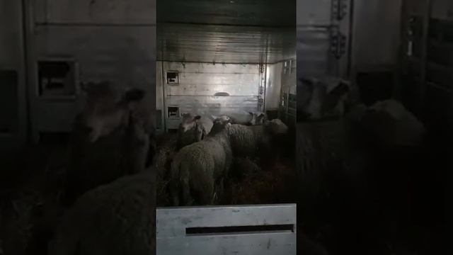 Погруз Овцы Шароле Британская селекция \ Продажа скота из Европы \ ЭЛЬСТАДО смотреть онлайн