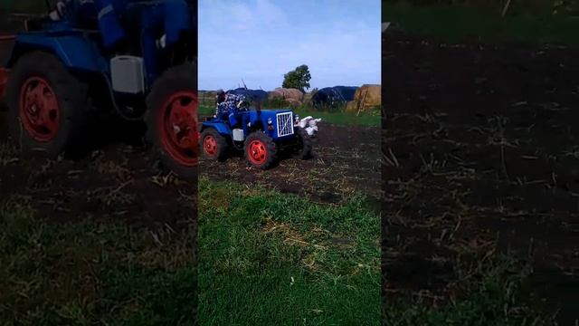 Уборка картофеля самодельным трактором,и самодельной картофелекопалкой смотреть онлайн