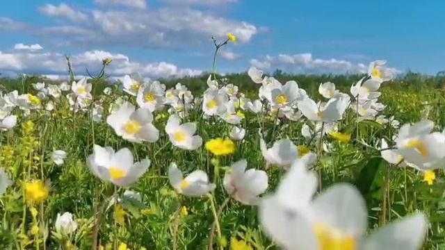 Бэс ыйа смотреть онлайн