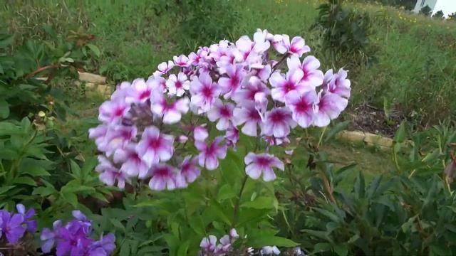 Флокс КРИСТИНА - обзор, описание, цветение, отзыв. смотреть онлайн