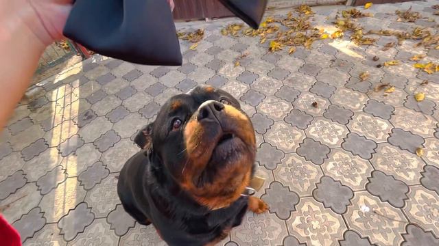 Ротвейлер дома, обычный день Фридика смотреть онлайн