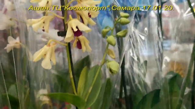 АШАН:ОРХИДЕИ,фаленопсисы уценки,камбрии,17.01.20,Самара,ТЦ "Космопорт". смотреть онлайн