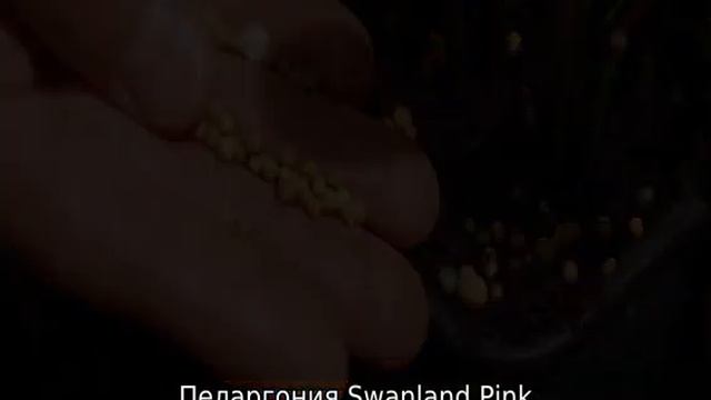 Пеларгония Swanland Pink