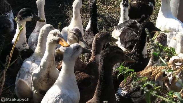 Деревенские будни / КУРСК & ЩИГРЫ / ЖИЗНЬ В ДЕРЕВНЕ 2018 смотреть онлайн