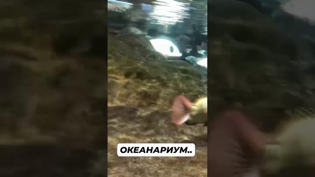ОКЕАНАРИУМ. САНКТ-ПЕТЕРБУРГ. У метро Звенигородская. смотреть онлайн