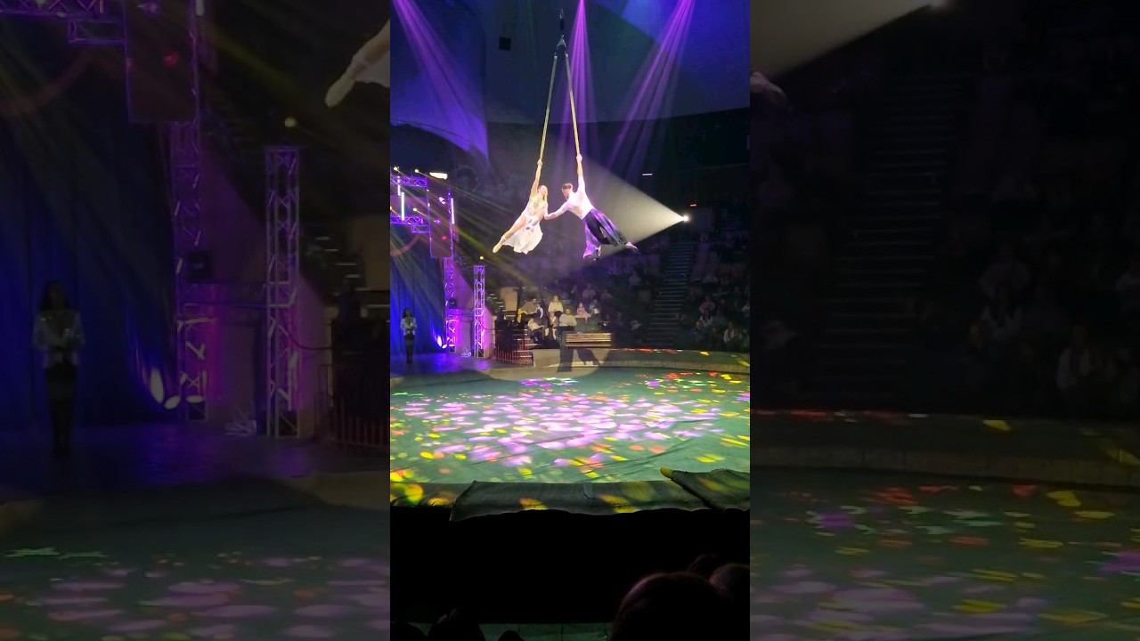 Цирк!Цирк!Цирк! #жизньвовремяпутешествий #хабаровскийцирк #новый2024 смотреть онлайн