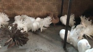 Голуби Павлины март 2022