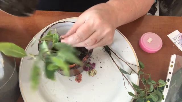 297. Высадка укорененных черенков фикуса Бенджамина в горшки. смотреть онлайн