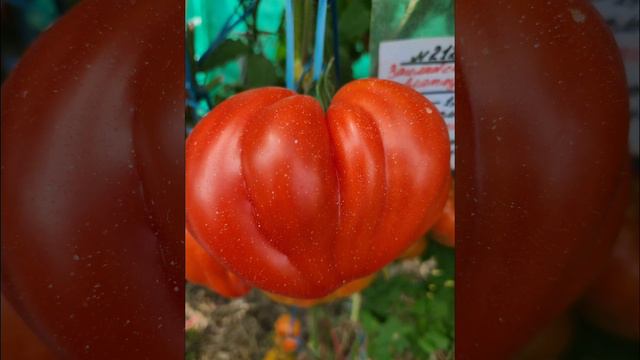 Томат ЗАИЛИЙСКИЙ АЛАТАУ КРАСНЫЙ ( Сорт Алифирова)( Продаю семена томатов ) смотреть онлайн