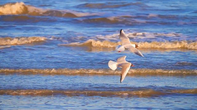 ❤♫ Danielle Licari - Concerto Pour Une Voix 天使之聲協奏曲