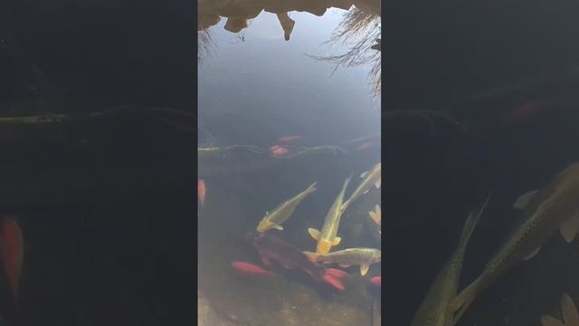 Красота подводного мира зимой. Или как спят рыбы? смотреть онлайн