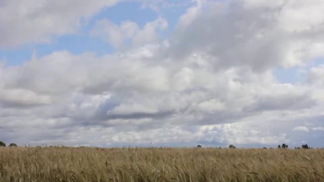 Пшеничное поле в конце лета. Видео картина.Wheat field in late summer. Beautiful video picture. смотреть онлайн