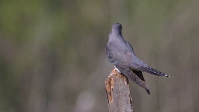 Глухая кукушка Cuculus saturatus (Blyth, 1843) Oriental Cuckoo смотреть онлайн