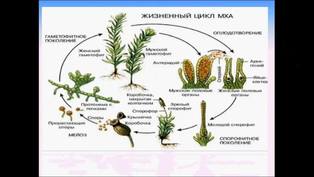 Мхи. Биология 5 класс смотреть онлайн