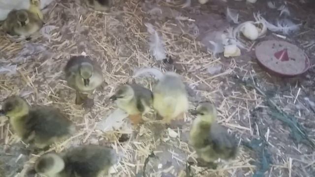Вывод у гусыни закончился / сколько гусят вывелось? смотреть онлайн