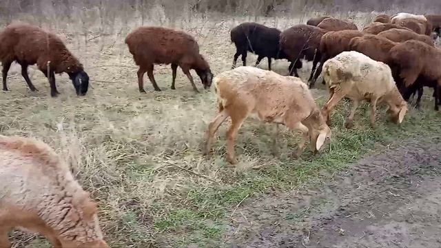 гиссарские матки и ярки 19 марта 2023 года смотреть онлайн