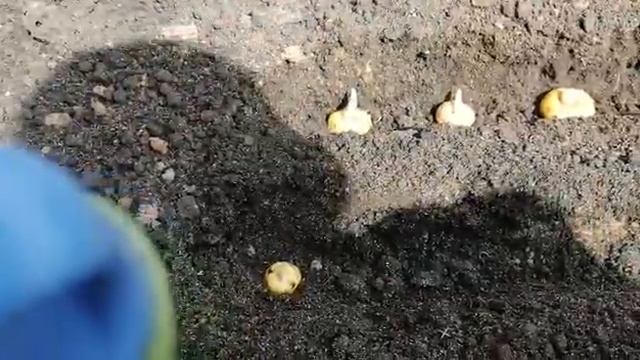 Посадка деток гладиолусов смотреть онлайн