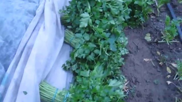 Выращивание петрушки в теплице смотреть онлайн