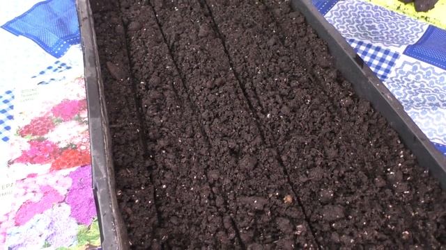 ПОСЕВ АГЕРАТУМА И ФЛОКСА. Мои цветы. Мой опыт. смотреть онлайн