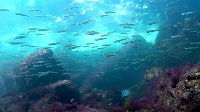 Чёрное море   камбалакрабымедузы