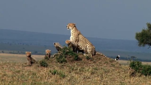 18 Детеныши в дикой природе смотреть онлайн