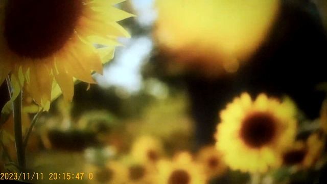 Сафар Уралочка - он думал национальные блюда его стихия , но ему было дозволено перемешивать лук смотреть онлайн