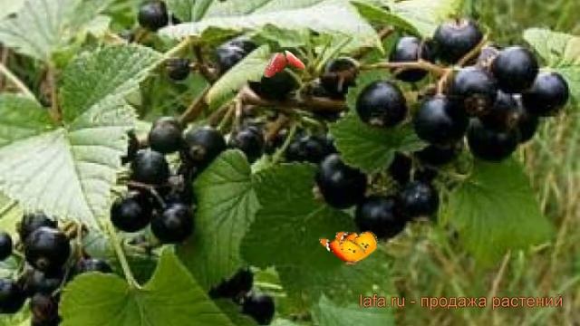 Смородина черная Пилот Александр Мамкин ? обзор: как сажать, саженцы смородины смотреть онлайн