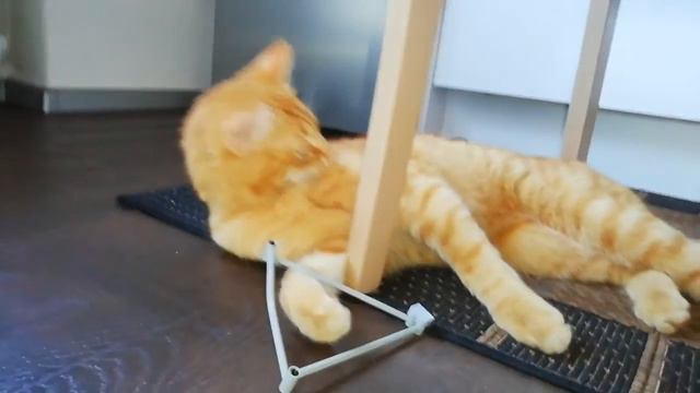 Лего с котом, кот играет в лего. Можно уссаться😁😂😁 смотреть онлайн