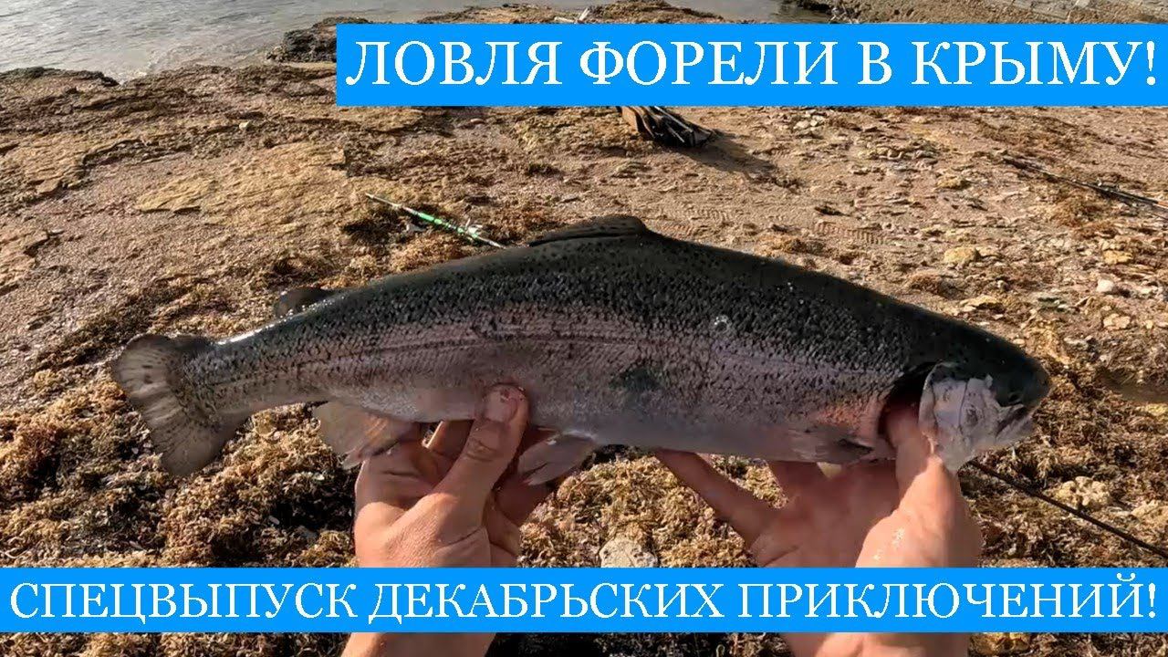 Ловля ФОРЕЛИ в Чёрном море и другие декабрьские приключения в Крыму - сбор рыжиков и ловля саргана!) смотреть онлайн