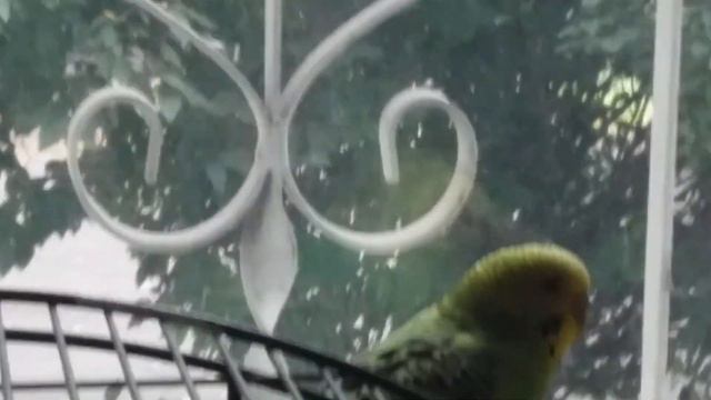 Утреннее пение попугая.☺👍🌻 смотреть онлайн